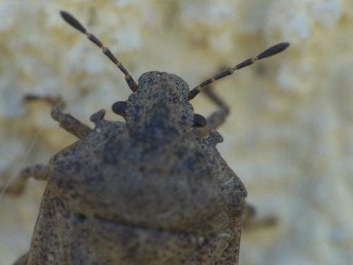 Réf. 232 982 : Podops inunctus